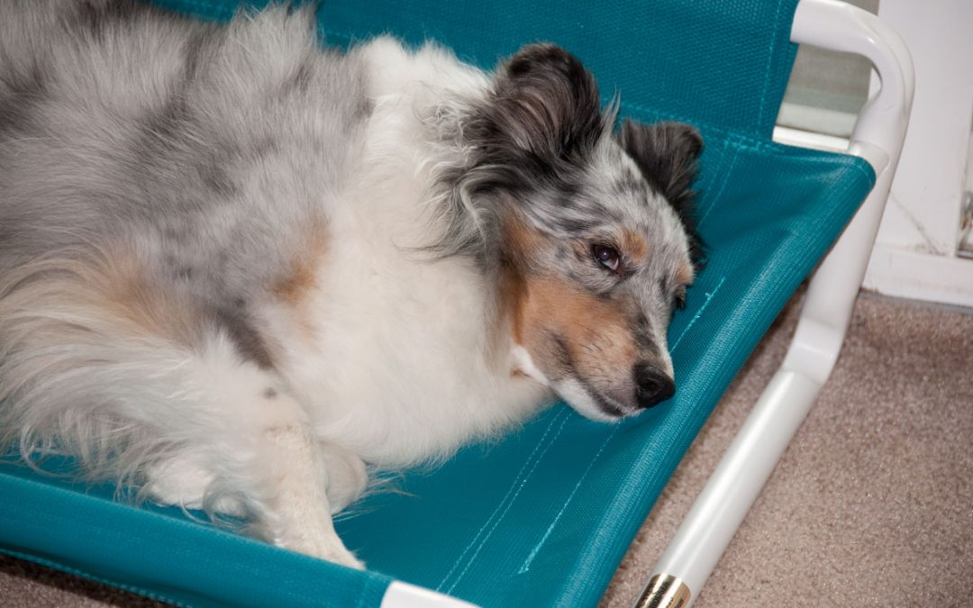 Raised Small Canine Bed