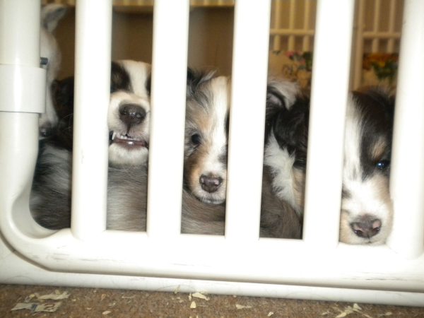 Large Puppy Kennels
