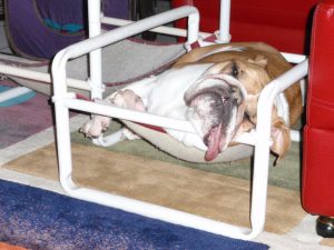 Indoor Dog Bed