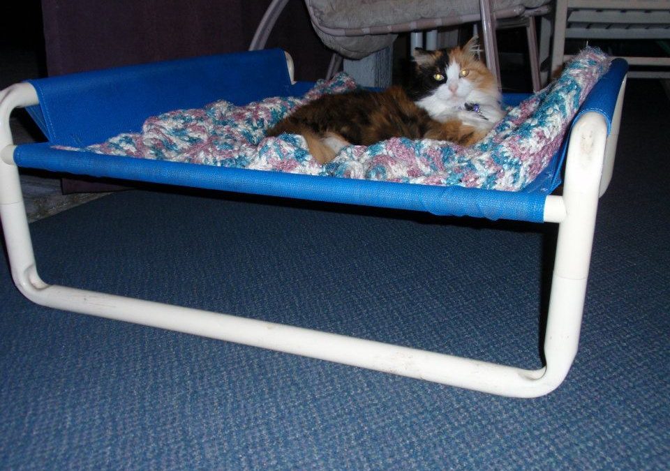 Portable Indoor Kitten Bed