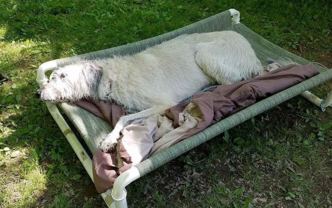 PVC Outdoor Dog Bed