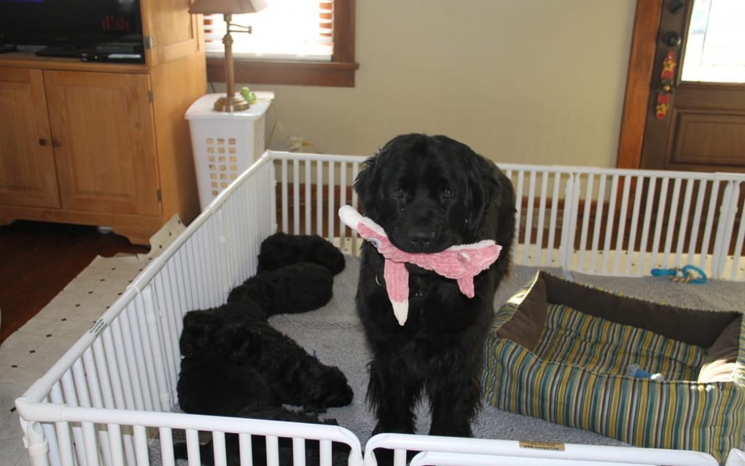 Large Puppy Whelping Pen