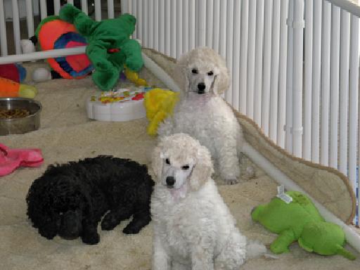 Poodle Puppy Play Pens