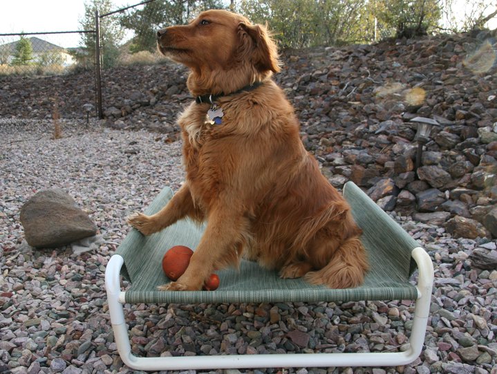 Outdoor Elevated Puppy Bed by Roverpet.com