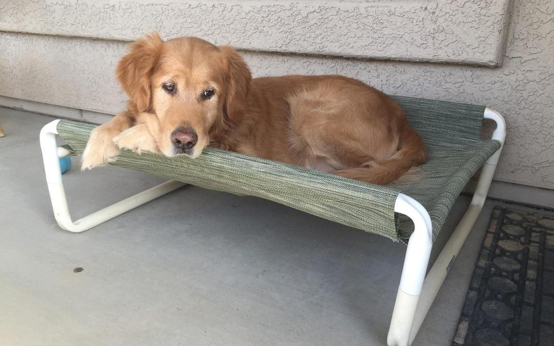 Outdoor Elevated Dog Bed by Roverpet.com