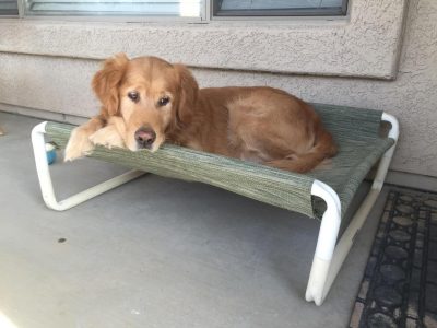 Elevated Large Pet Cot
