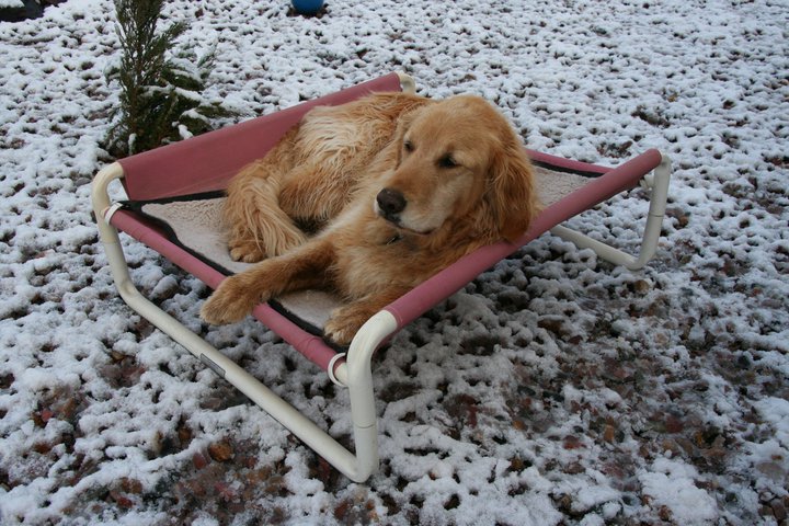Benefits of a Elevated Dog Bed