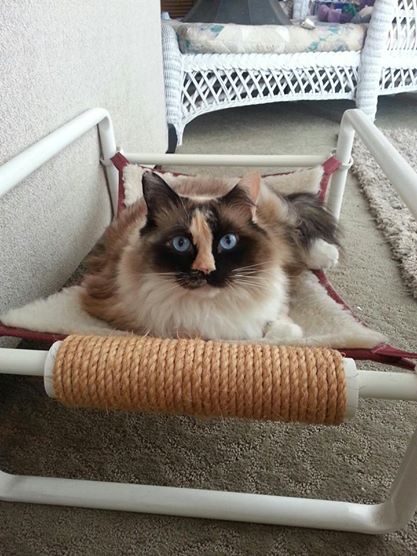 Indoor Comfy Cat Bed