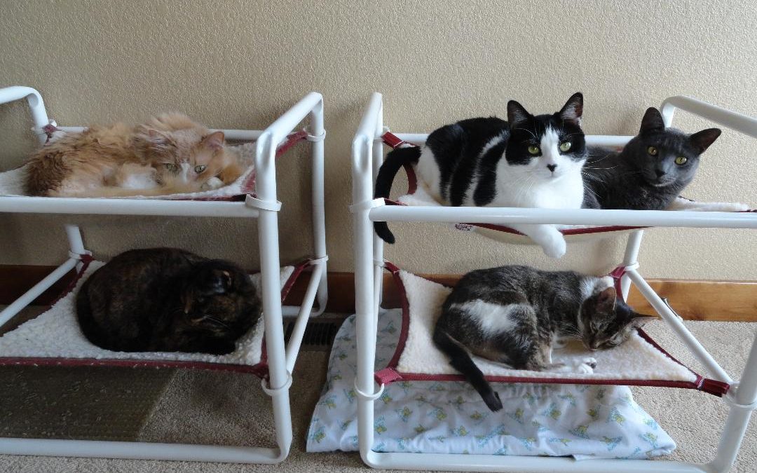 Indoor PVC Cat Beds