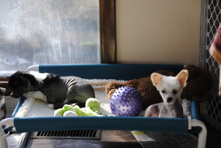 Elevated Small Dog Cot