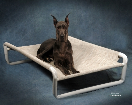 Raised Large Puppy Bed by Roverpet.com