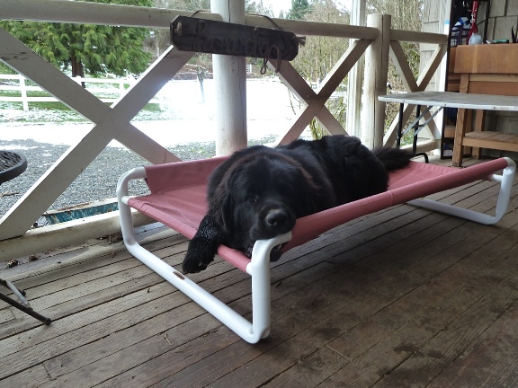 Outdoor Elevated Canine Bed by Roverpet.com