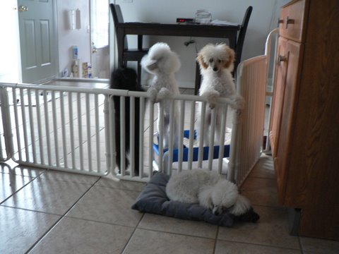Indoor Pet Dog Cages