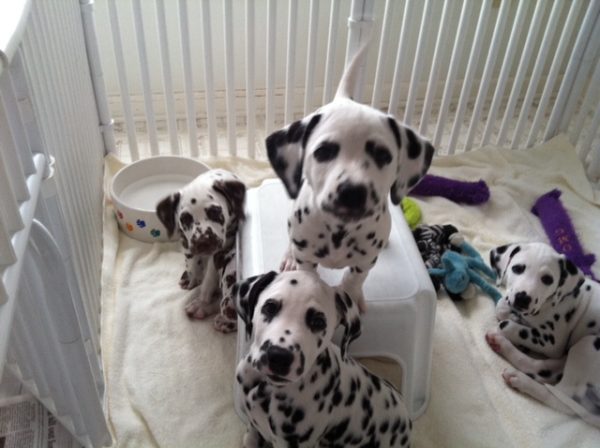 Puppy Whelping Pens