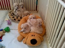 Puppy Dog Play Pens