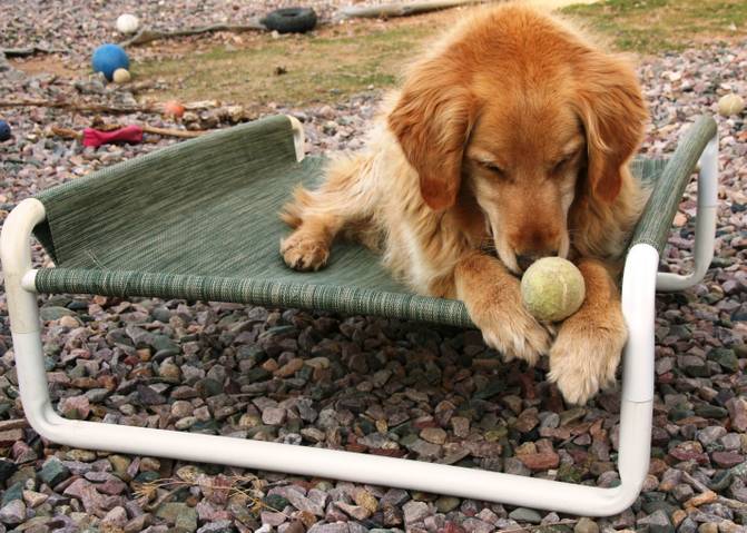 Raised Large Pooch Cot by Roverpet.com