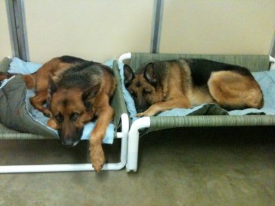 PVC Indoor Canine Beds