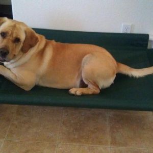 Elevated Dog Beds Arm