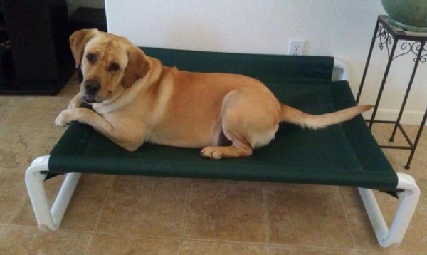 Elevated Dog Beds Arm