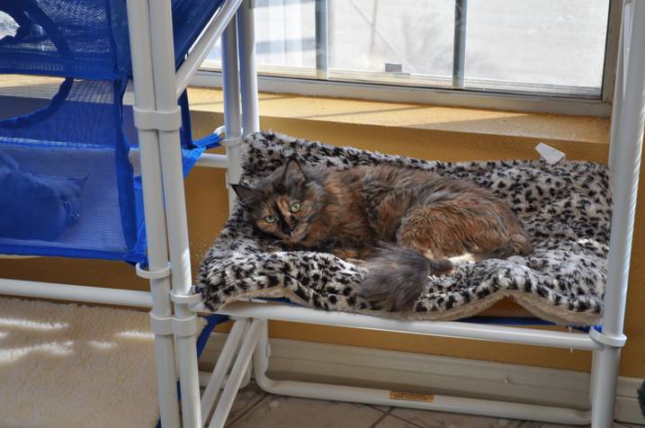 Modern Cozy Pet Beds