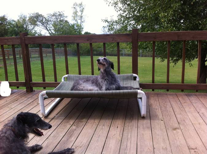 Raised Large Canine Cot by Roverpet.com