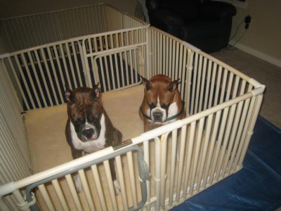 Plastic Dog Enclosure