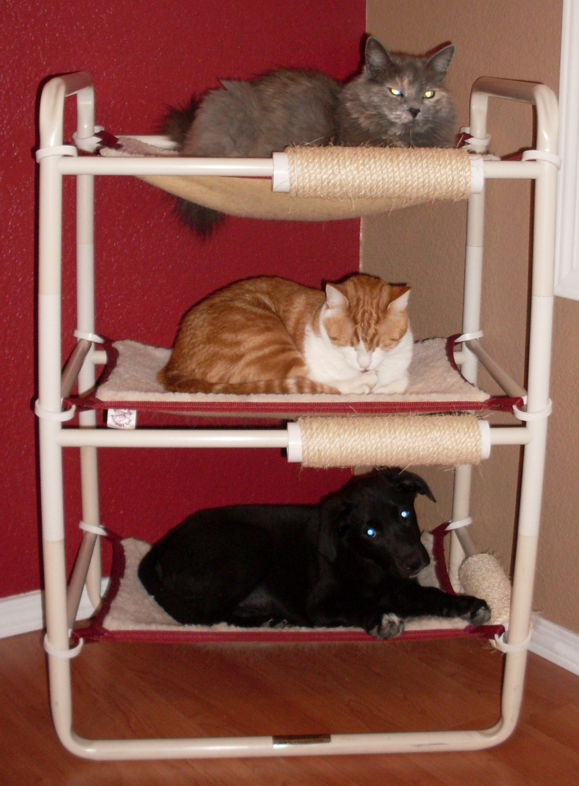 getting-kitten-to-trust-you-cat-kennel-kitty-condos-roverpet