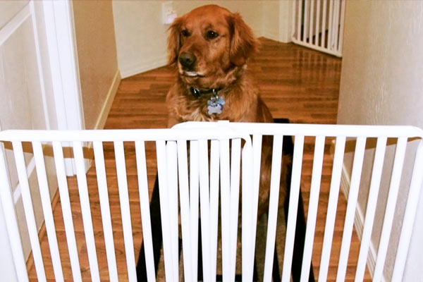 Modular Indoor Puppy Gate