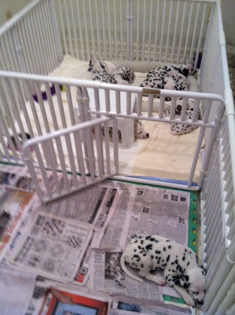 Large Weaning Pens