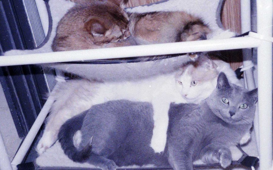 Indoor PVC Cat Bed