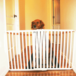 Small Dog Gate