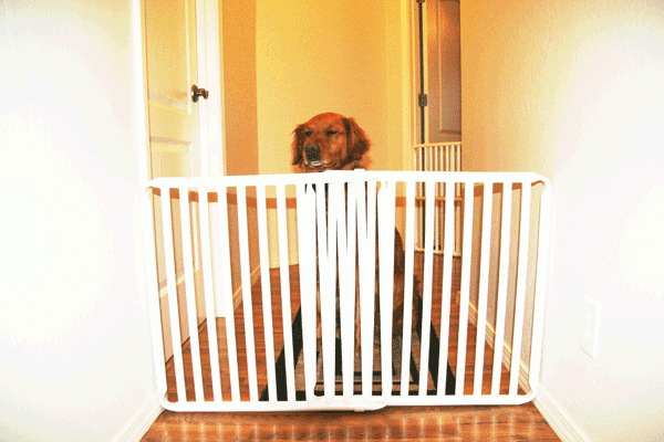 Small Dog Gate