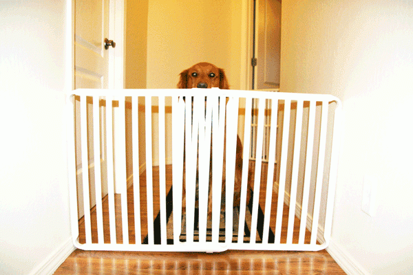 Indoor Dog Gate
