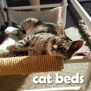 Durable Cat Beds, Trees, Towers, Condos