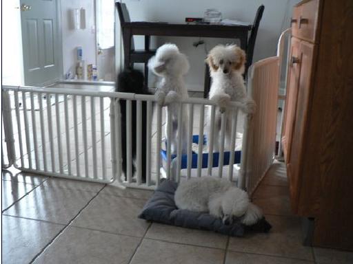 Indoor Modular Puppy Gate