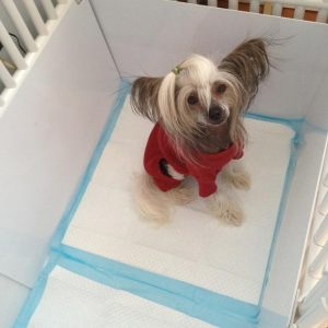 Pet Dog Cage Dividers