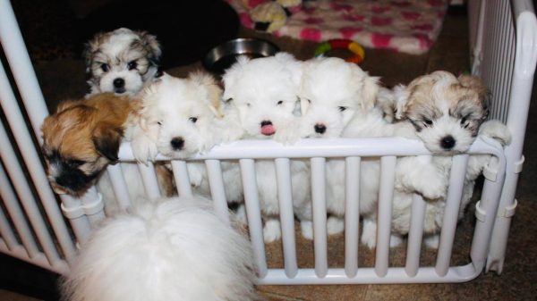 Large Puppy Whelping Pens