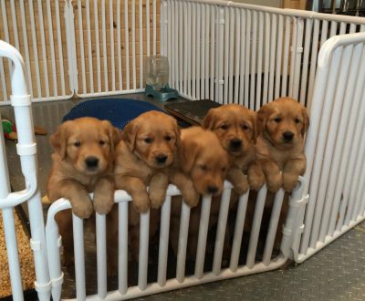 Large Puppy Weaning Pen