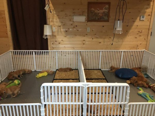 Puppy Small Weaning Pen
