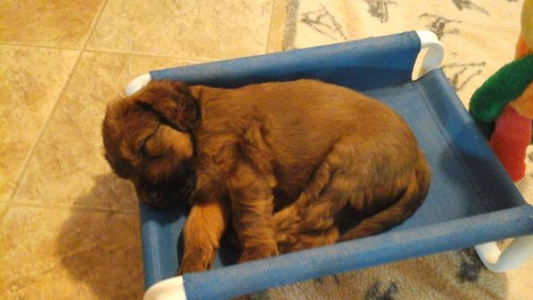 Small Dog Beds Chew Guards