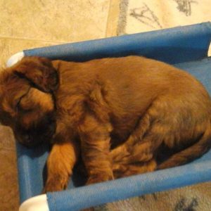 Elevated Small Pooch Cot
