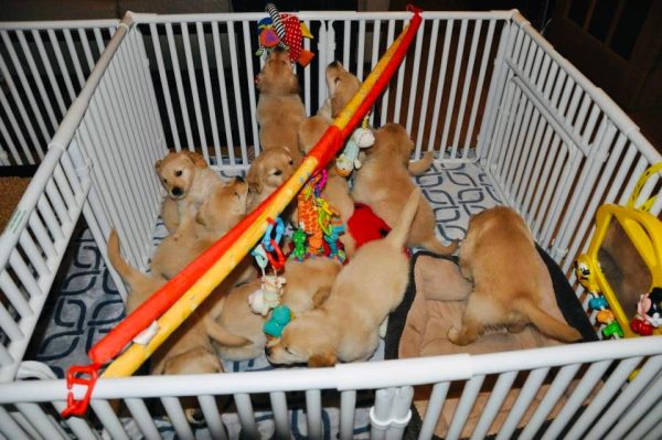 Puppy Whelping Pens