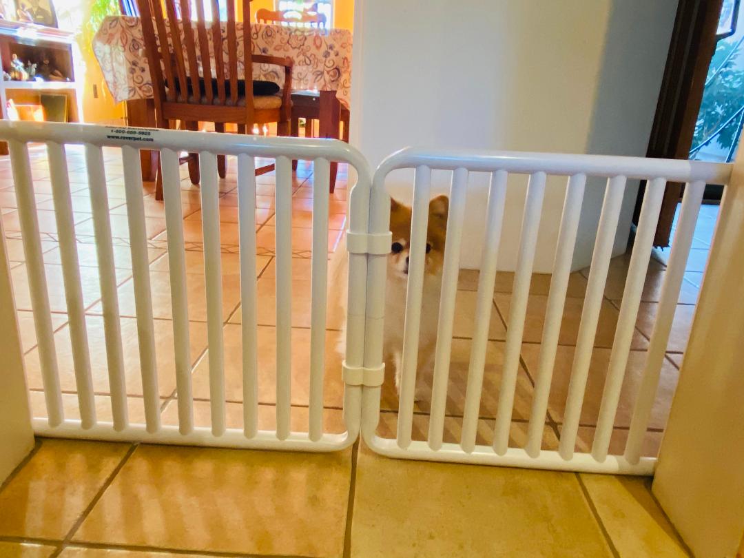 puppy gate