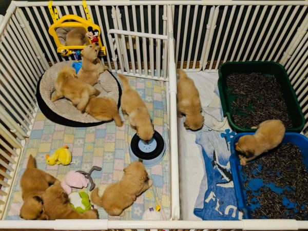 Extra Large Puppy Weaning Pens