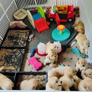 Extra Large Puppy Weaning Pens
