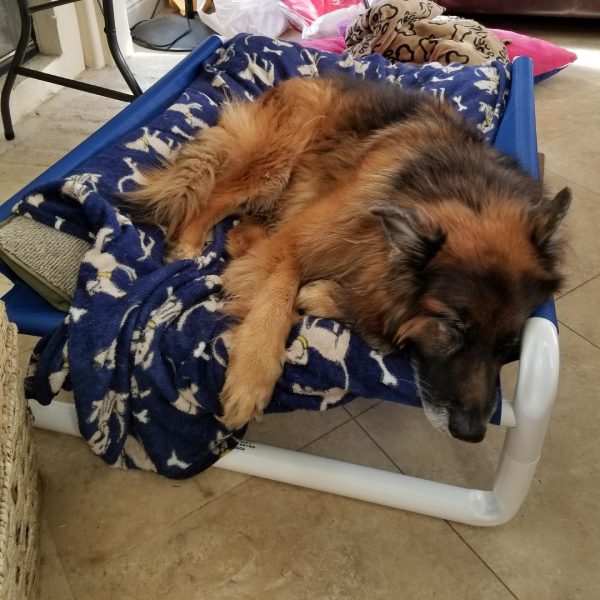 Large Dog Bed Legs