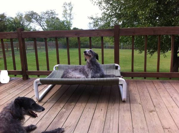 Elevated Dog Bed Cross Bars