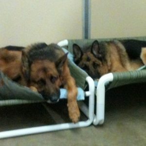 Extra Large Elevated Dog Beds