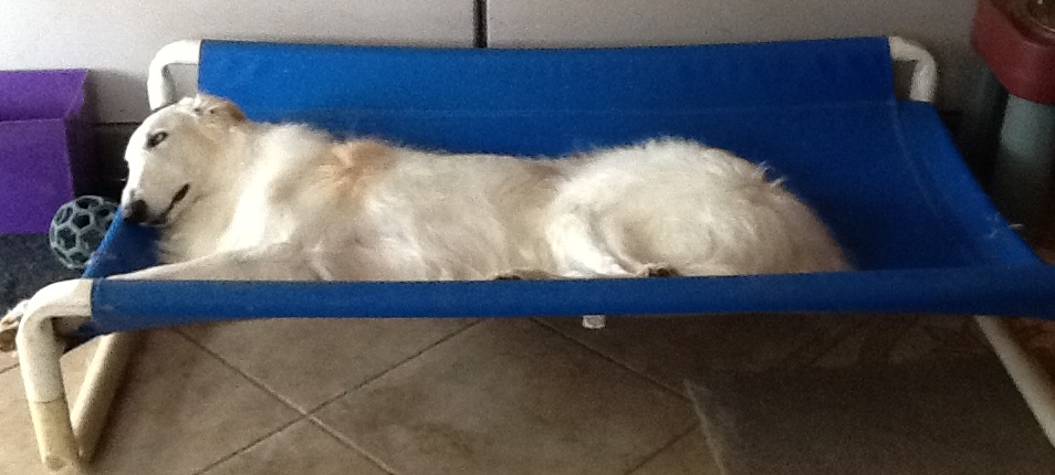 raised large dog bed