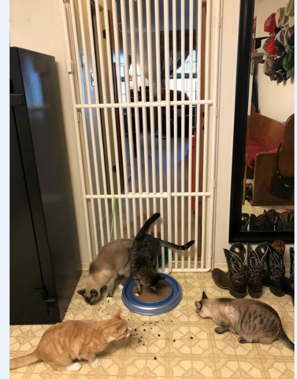 Tall Cat Cage Panels